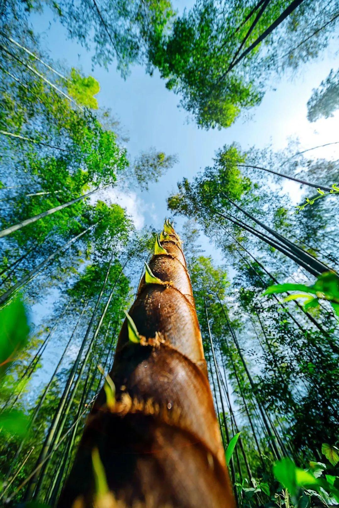 蜀南竹海国家级旅游度假区正式授牌!
