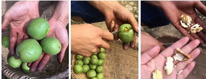 绵阳平武最好吃的“山货”当然是它!赶紧尝鲜巴适得板~
