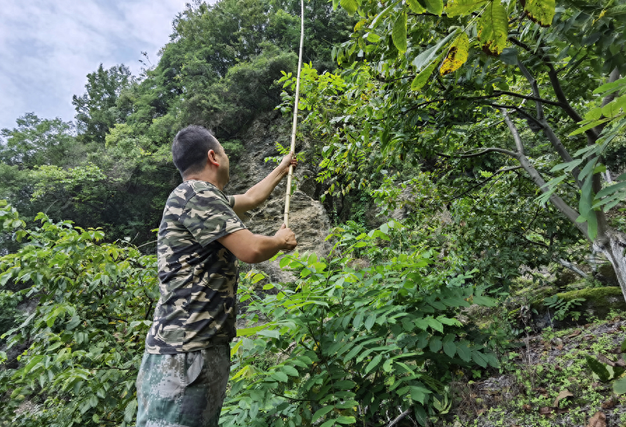 绵阳平武最好吃的“山货”当然是它!赶紧尝鲜巴适得板~