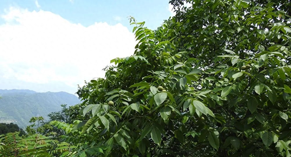 绵阳平武最好吃的“山货”当然是它!赶紧尝鲜巴适得板~