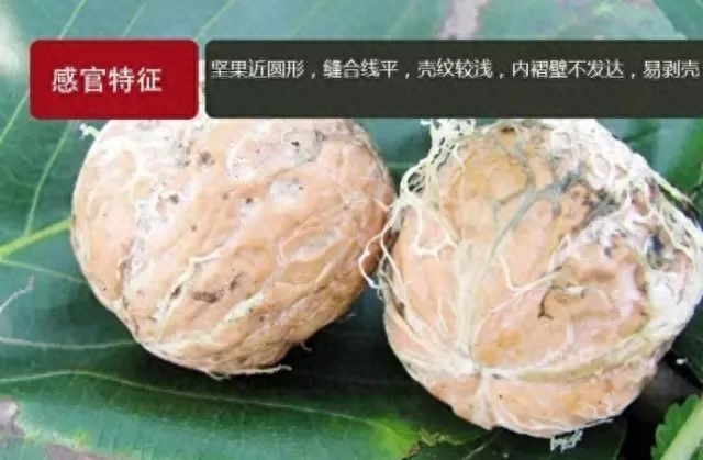 绵阳平武最好吃的“山货”当然是它!赶紧尝鲜巴适得板~