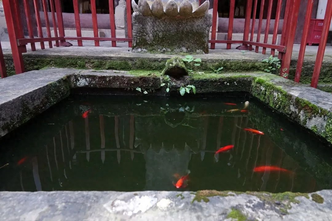 芙蓉四季鱼泉寺寻古 鱼跃山泉中,深山古寺幽