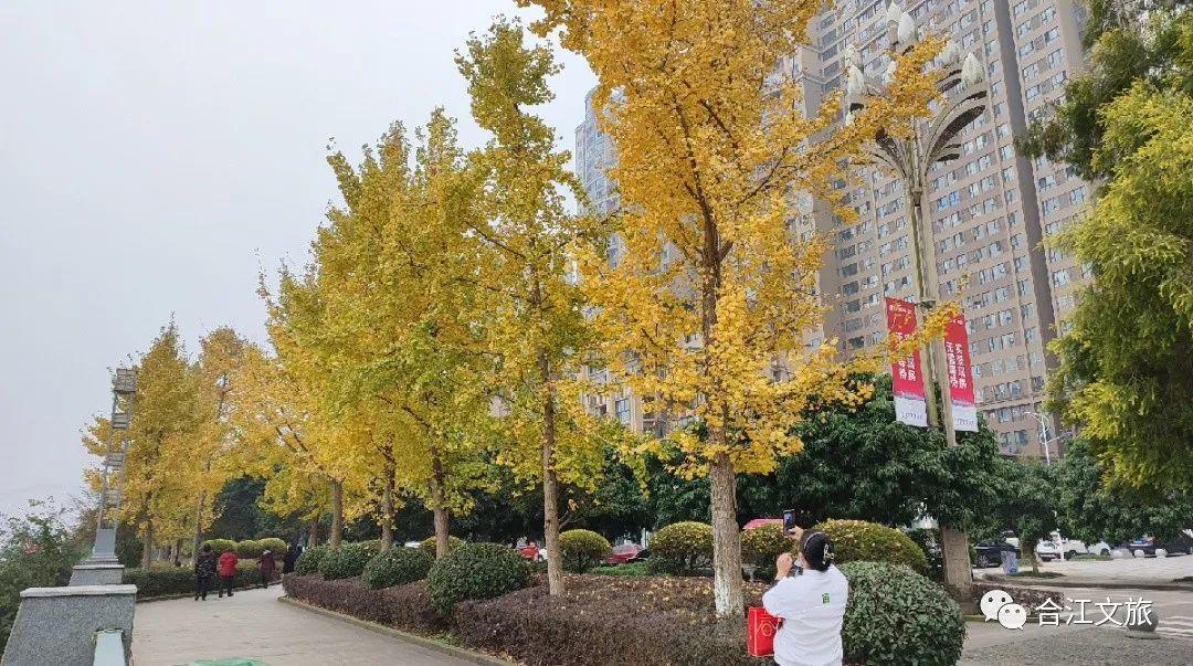 超出片!合江这座小城的银杏正值最佳观赏季
