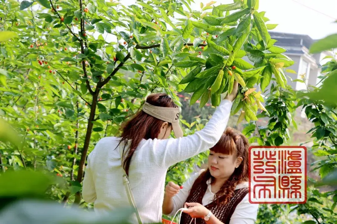 泸县的樱桃成熟啦!采摘地址→