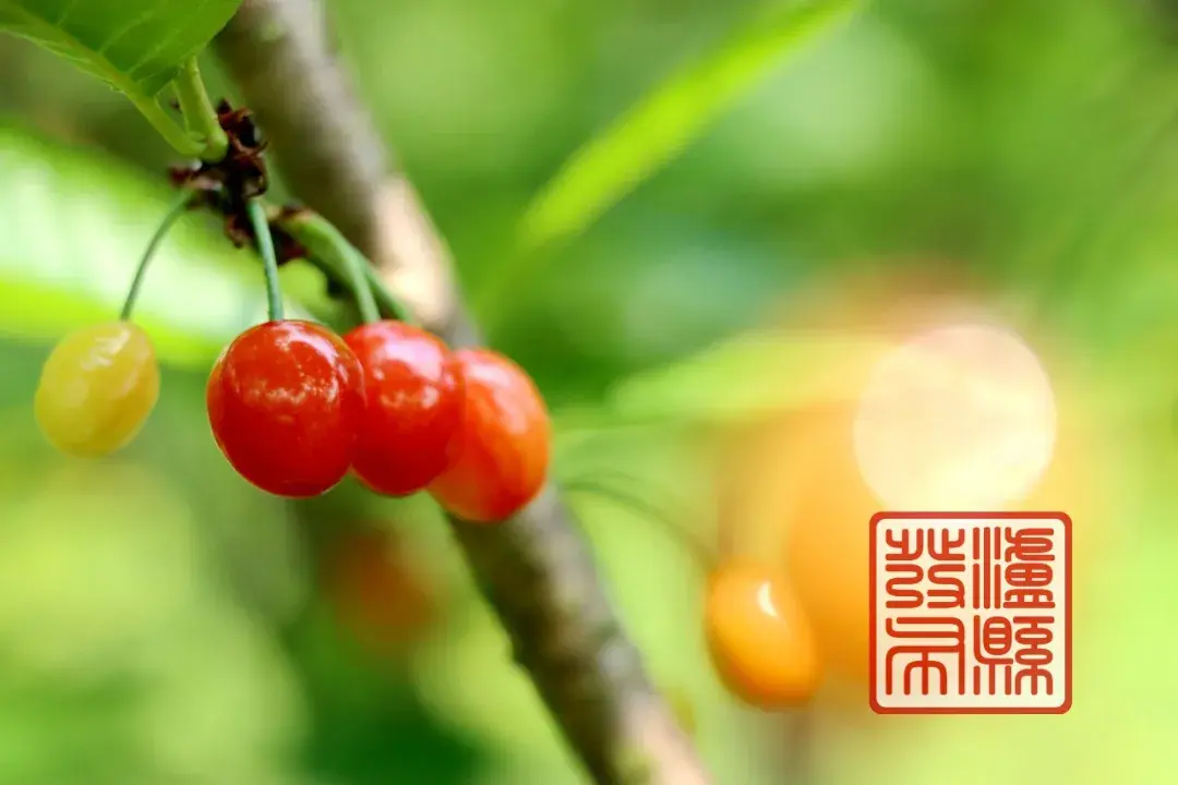 泸县的樱桃成熟啦!采摘地址→