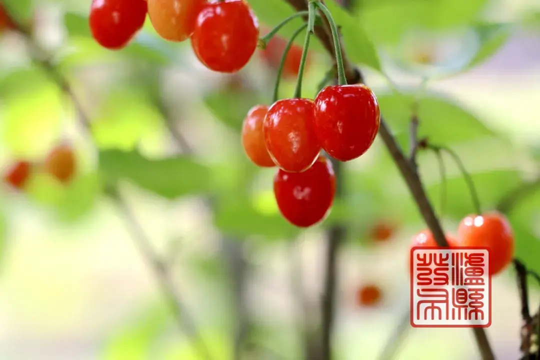 泸县的樱桃成熟啦!采摘地址→