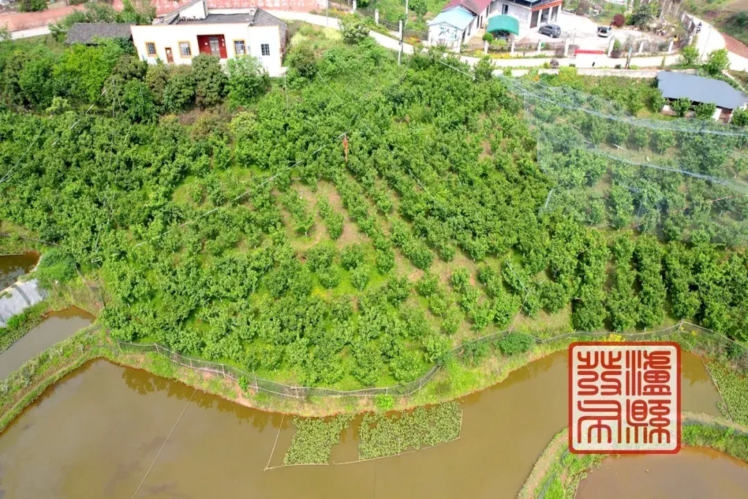 泸县的樱桃成熟啦!采摘地址→
