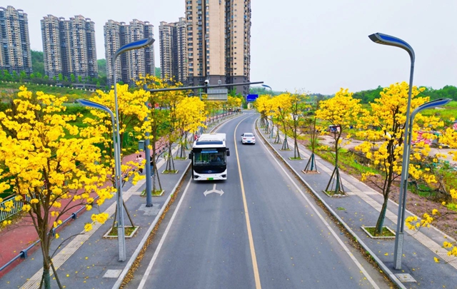 畅享春日美景!快来乘坐公交,带你打卡黄花风铃木(图2) 黄花2.jpg